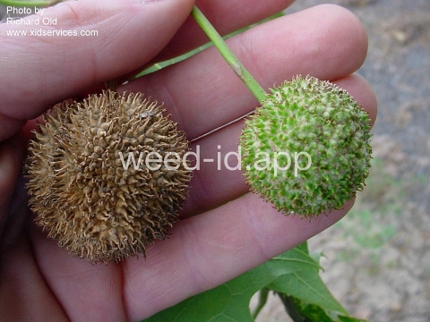 sycamore
